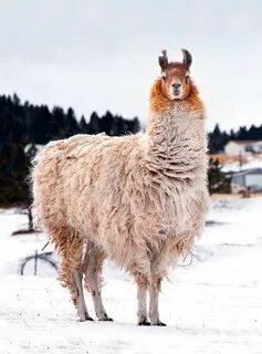 Покажи ламу