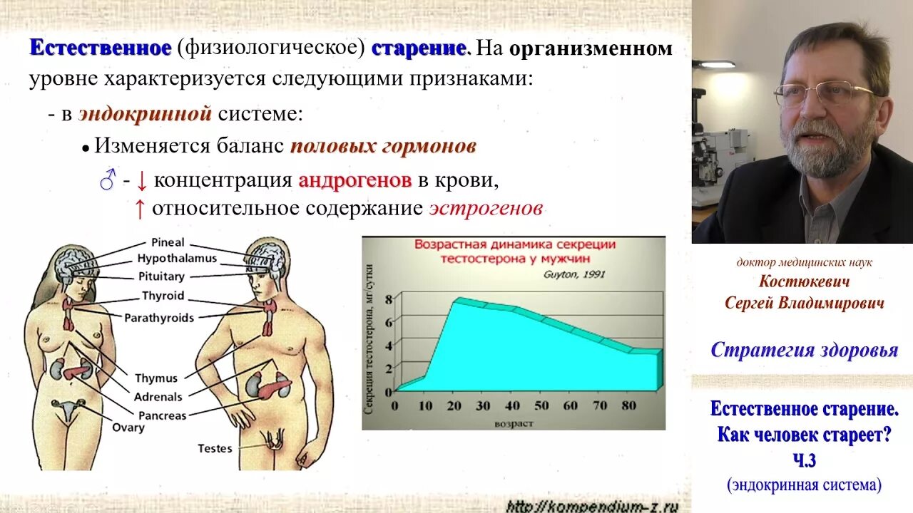 Эндокринная теория старения. Старение эндокринной системы. Теории старения человека. Старение половых гормонов. К старости половые и национальные признаки