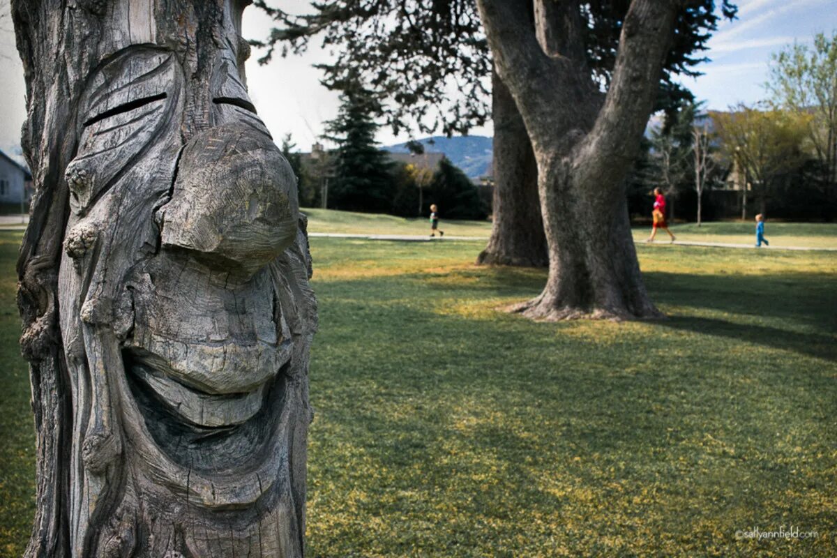 парк эфтелинг в голландии дуб. самые смешные деревья. живое дерево. говорящие деревья. дерево смеется.