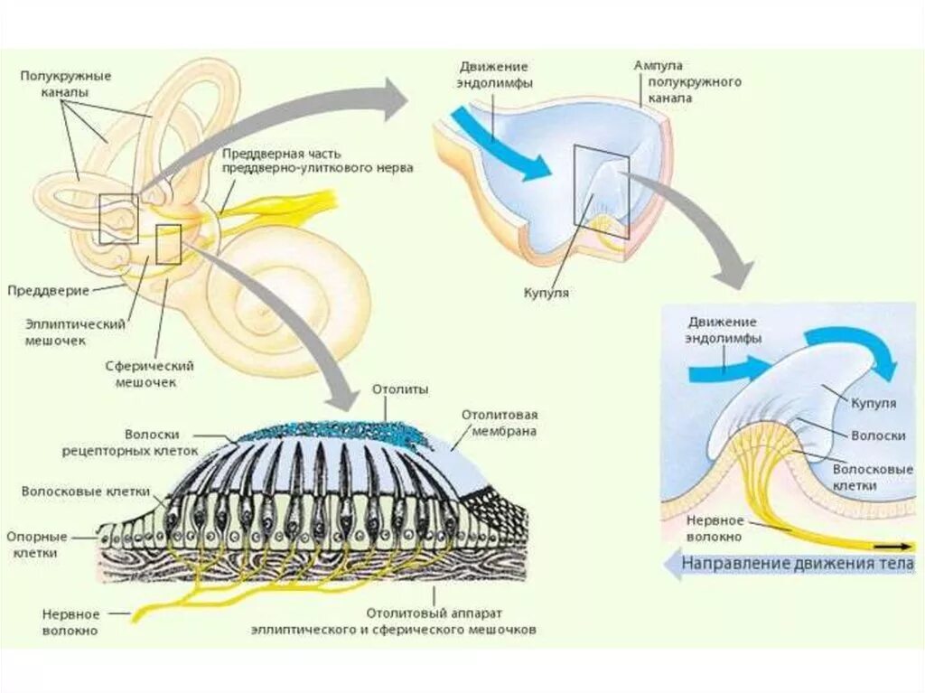 Биология 8 класс нервная система анализаторы. Вестибулярный анализатор схема физиология. Строение анализатора органа равновесия. Рецепторы вестибулярного анализатора расположены в. Вестибулярный анализатор строение физиология.