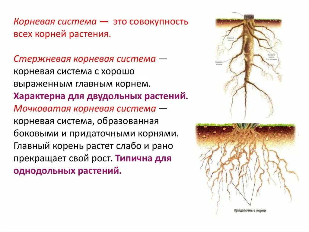 Корневая добавить. Стержневая корневая система. Придаточные боковые и главный корень. Мочковатая корневая система. Главный корень.