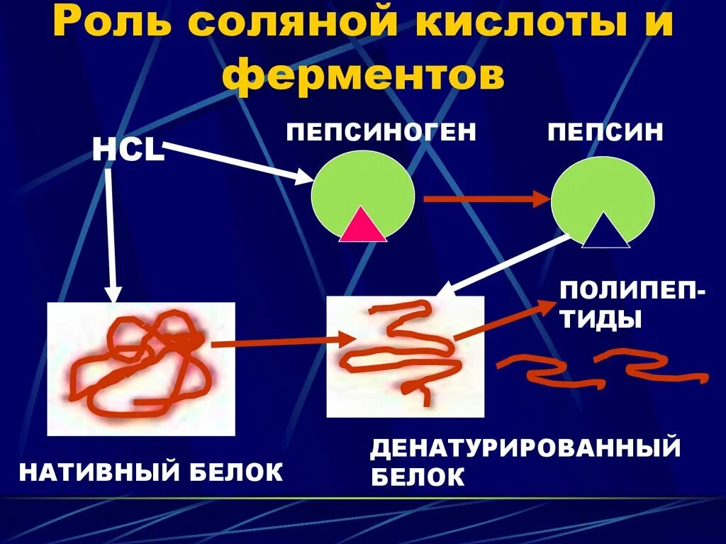 Какую роль играет соляная кислота в пищеварении. Роль соляной кислоты. роль соляной кислоты в желудке. роль соляной кислоты в пищеварении. функции соляной кислоты желудочного сока.
