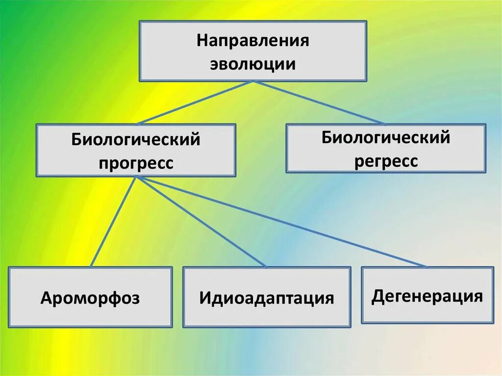 Направления биологического прогресса примеры. Направления эволюции. Направления эволюции биология. Направления эволюции биоло. Направление эволюции биологический Прогресс биологический регресс.