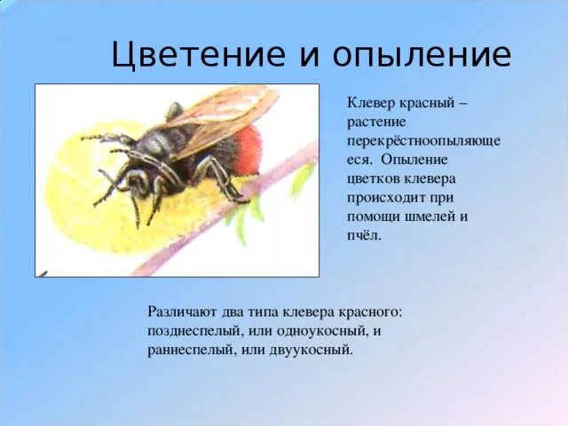 Пчелы и шмели тип взаимоотношений. Опыление клевера шмелями. Шмель опыляет Клевер. Клевер способ опыления. Клевер опыляется шмелями.