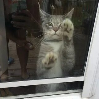 Дверь закрой коты