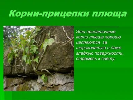 Опора корень