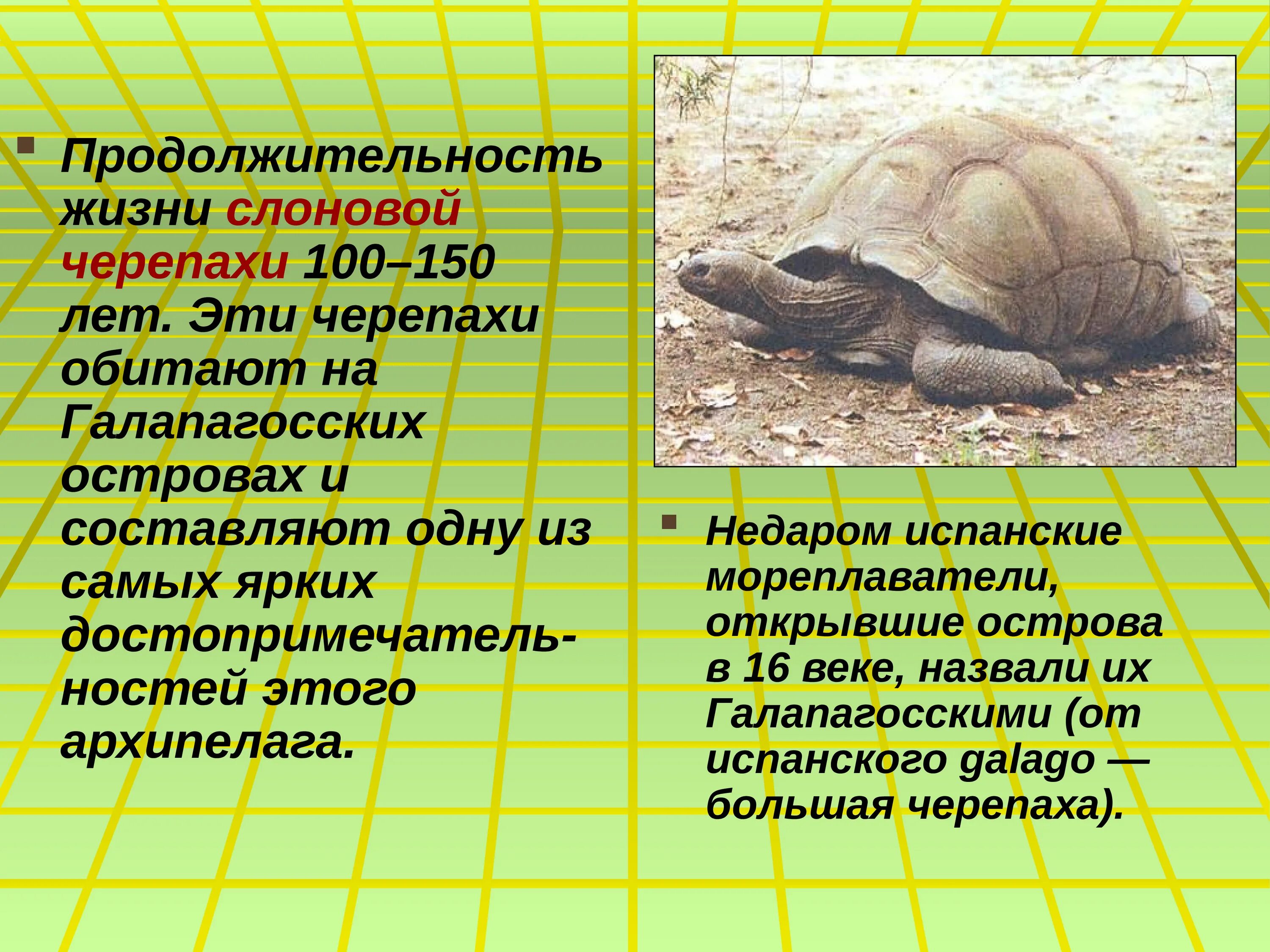 Продолжительность жизнчерепахи н. Продолжительность жизни черепахи. Образ жизни слоновой черепахи. Срок жизни черепахи. Черепахи особенности строения и представители