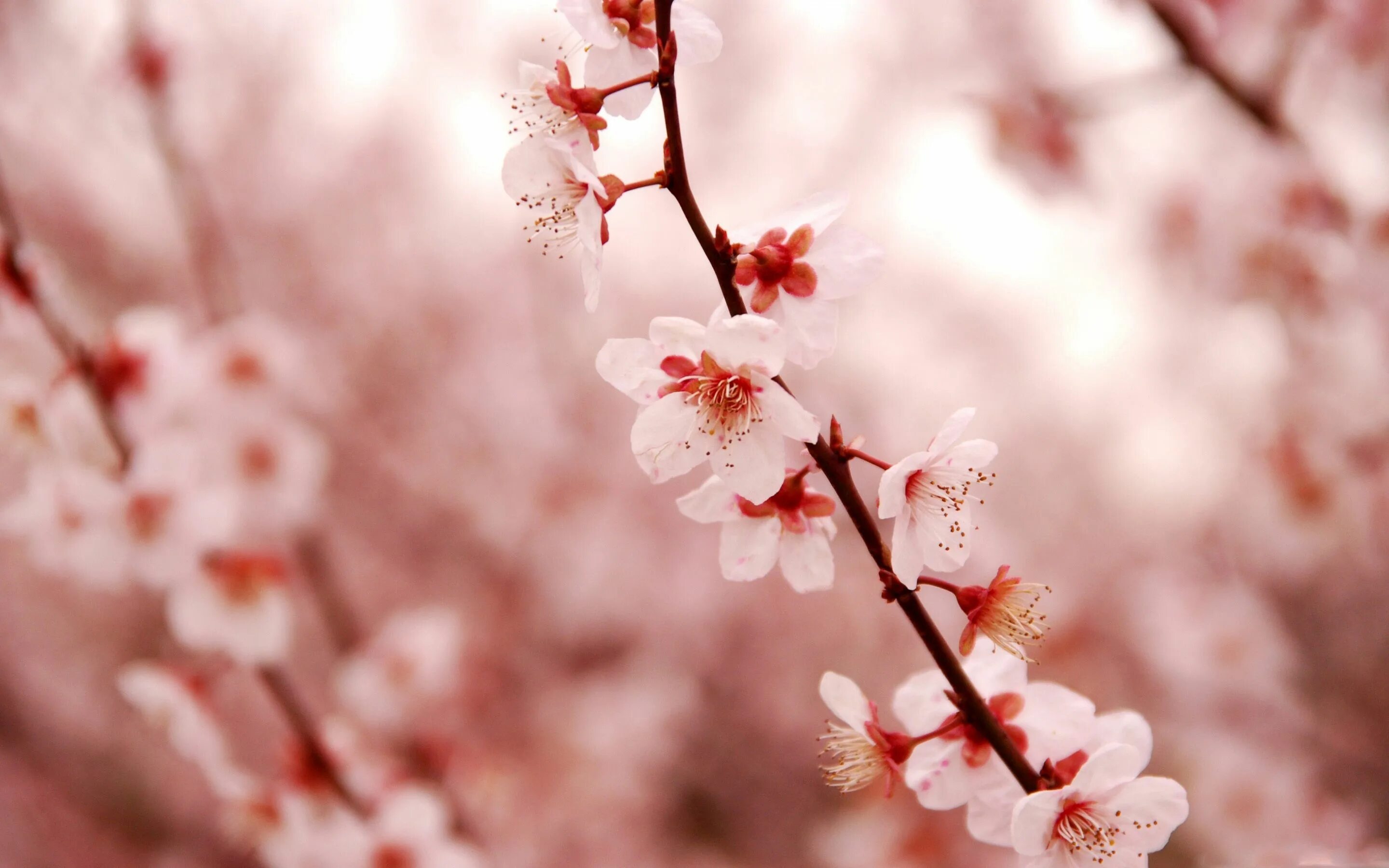 Cherry blossom. Черри блоссом. Сакура черри блоссом. Вишня черри блоссом. Сакура черри блоссом дерево.