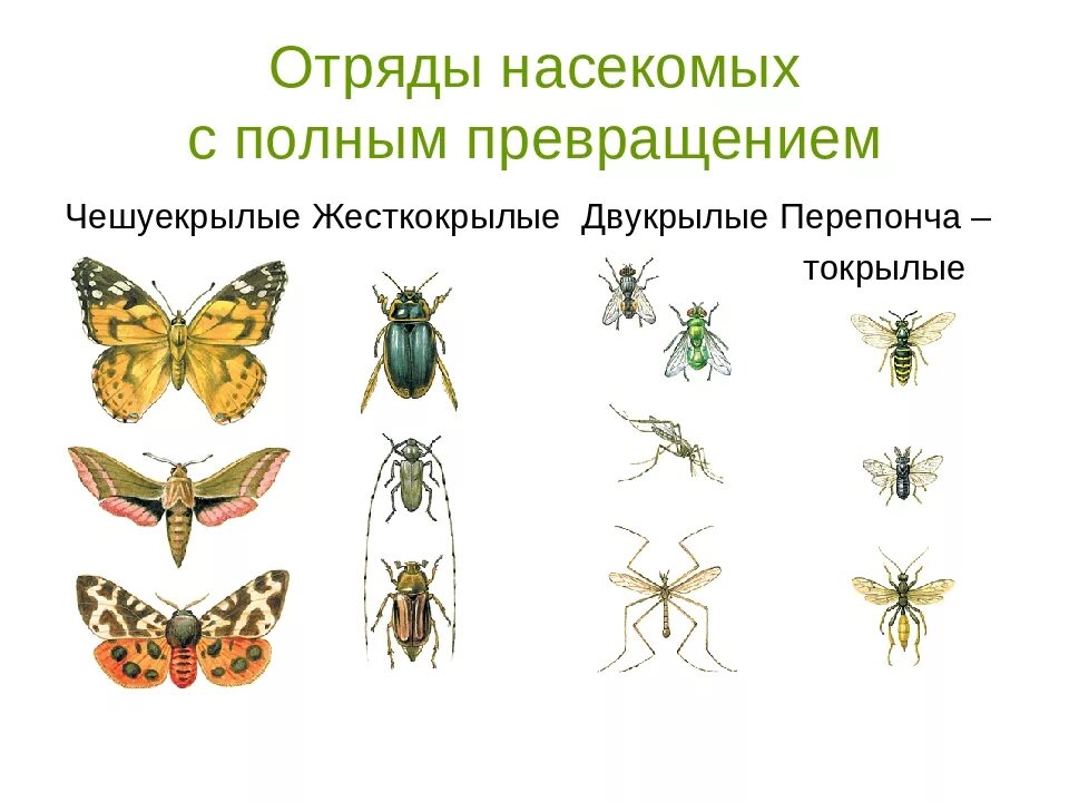 Отряд насекомых тип развития. Отряды насекомых с полным превращением. Отряды насекомых с неполным превращением. Двукрылые Прямокрылые жесткокрылые чешуекрылые. Отряды насекомых с полным и неполным метаморфозом.