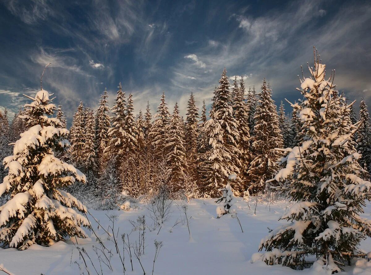 Зима в лесу. Зимний лес на севере. Зимний Северный лес. Тайга зимой.