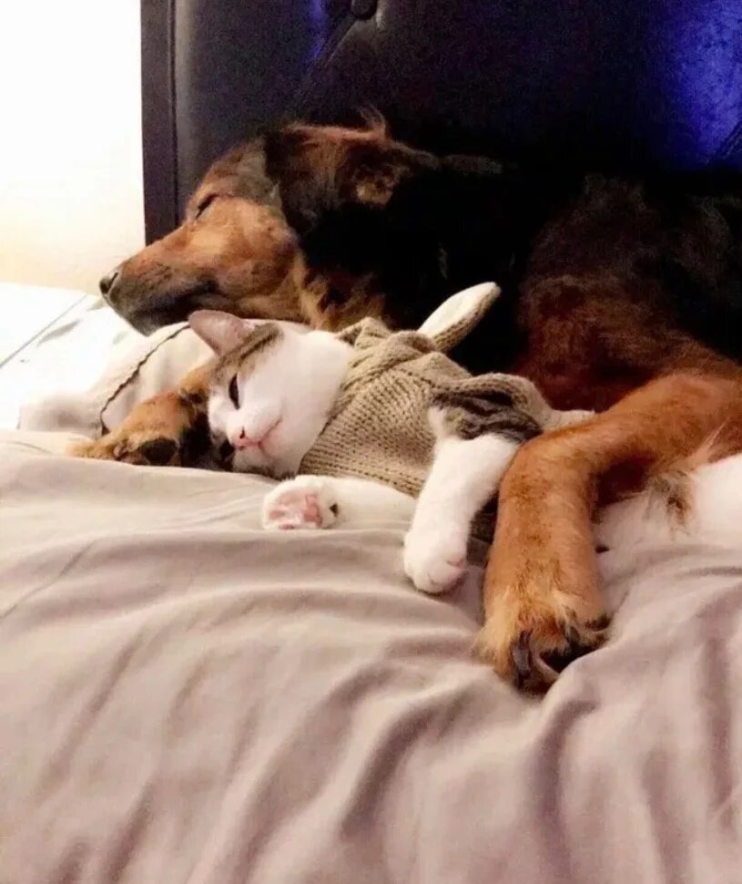 Спящие кот и собака