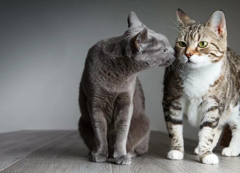 Два кота давай. Две кошки. два кота. два кота серый и полосатый. два окошка.