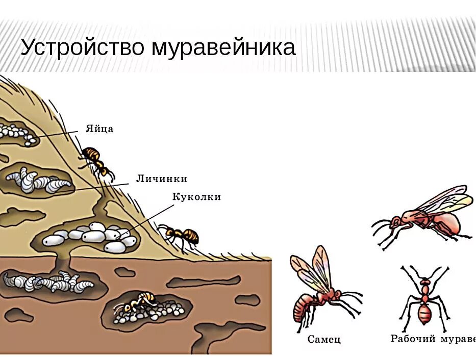 Строение муравейника лесных муравьев. Муравьи и Муравейник общественные насекомые. Строение рыжего лесного муравья. Иерархия муравьев в муравейнике схема.