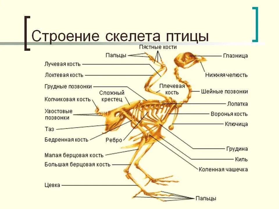 Кости птиц легкие в связи с тем. Внутреннее строение птиц скелет. Внешнее строение и скелет птиц. Опорно двигательная система птиц скелет. Схема особенности строения птиц.