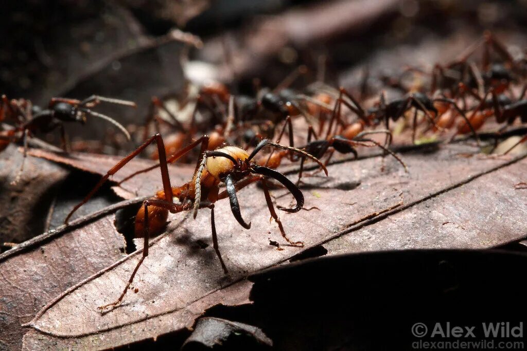 Название армейского муравья. Армейские муравьи (Eciton burchellii). Бродячие муравьи – Эцитоны. Кочевой муравей Эцитон Бурчелли. Колония кочевых муравьев.