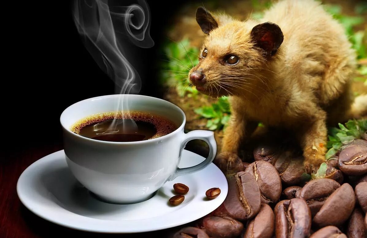 Кофе зверек Лювак. Кофейный зверек Лювак. Kopi Luwak кофе. Лювак Бали. Зверек поедатель кофе