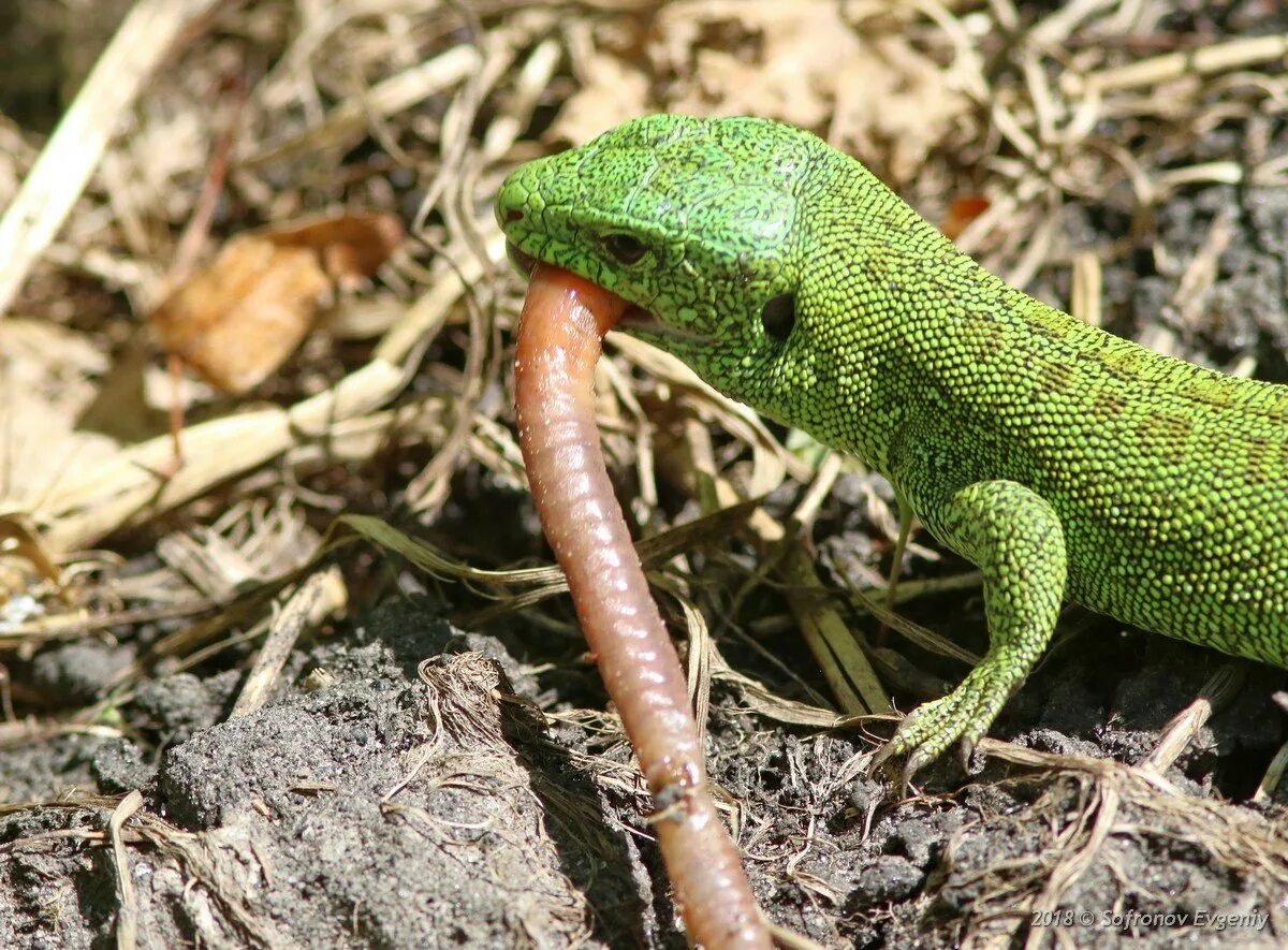 Какие пресмыкающиеся живородящие. Прыткая ящерица Lacerta Agilis. Ящерица прыткая горнокрымская. Ящерица прыткая питание. Ящерица обыкновенная прыткая зеленая.