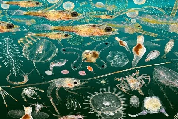 Зоопланктон уровень. Зоопланктон и фитопланктон. Планктон фитопланктон зоопланктон бентос. Фитопланктон зоопланктон сардина скумбрия. Фитопланктон в океане.