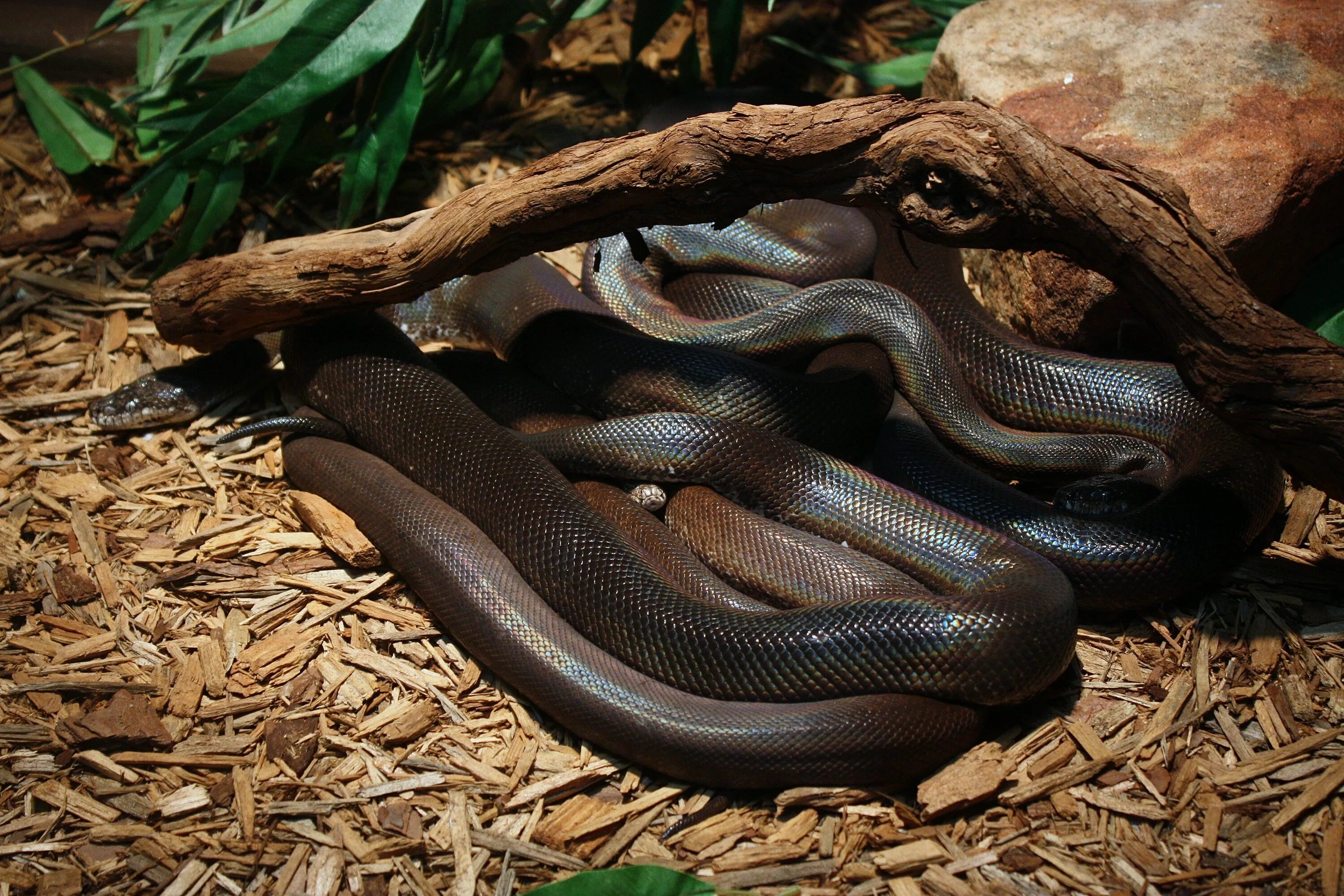 Тропическая змея 4. Liasis mackloti savuensis. Водяной питон. Питон водяной австралийский (Liasis fuscus) - GREENFORUM. Liasis dubudingala.