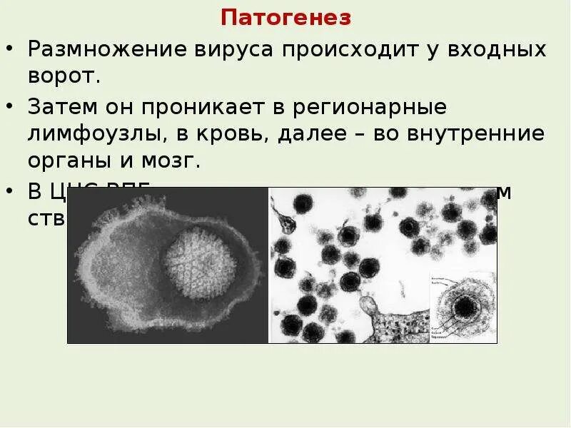 В вирусах происходит процесс
