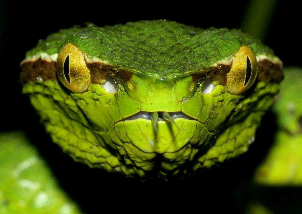 Tropidolaemus wagleri. Пит Вайпер. Глаза змеи. Змеиный цвет глаз.