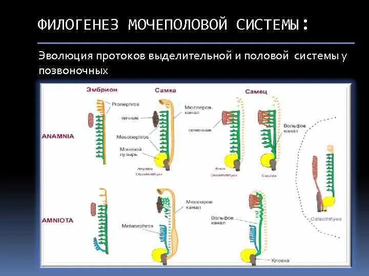 Филогенез систем. Эволюция выделительной системы хордовых. Схема развития выделительной системы позвоночных. Филогенез мочеполовой системы позвоночных. Эволюция выделительной системы у позвоночных животных.