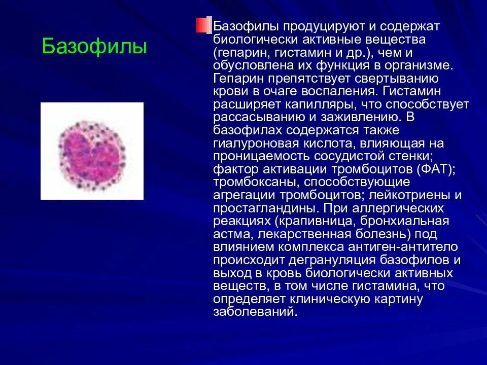 Гистамин в базофилах функция. Базофилы. Клетки крови базофилы. Гепарин базофилов. Биологически активные вещества выделяемые в кровь