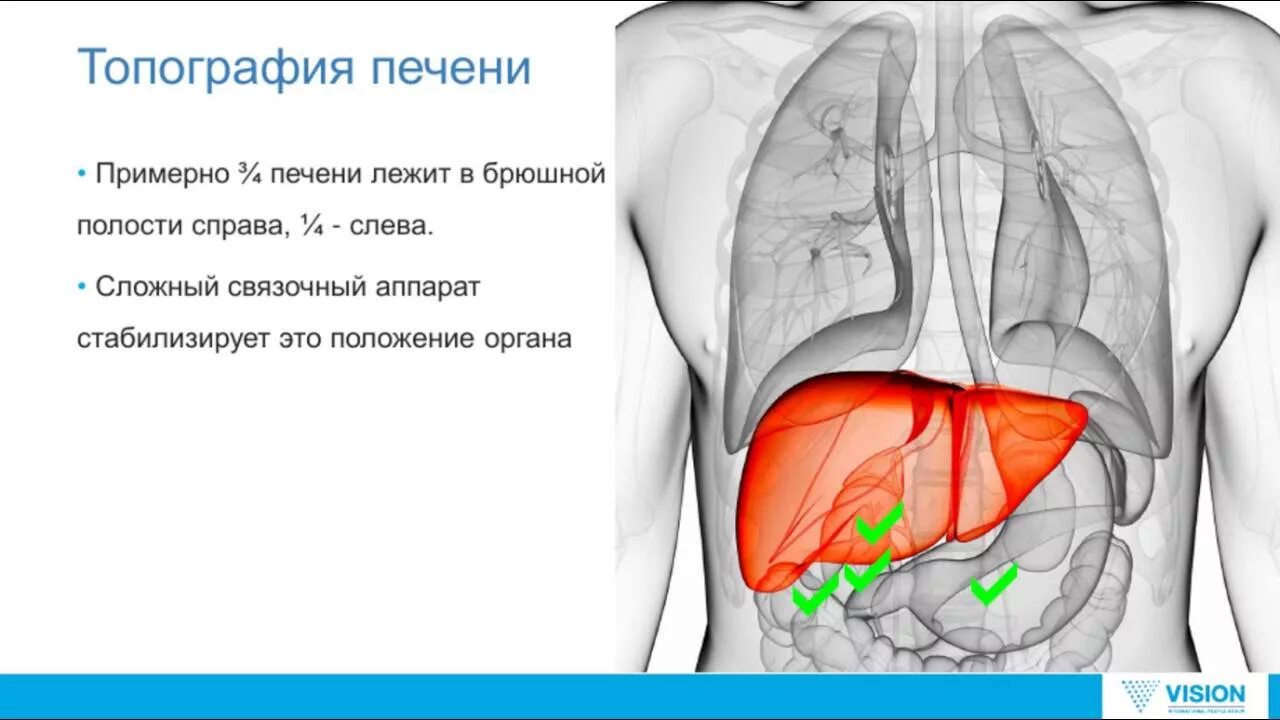 Печень топографическая анатомия человека. Топография печени голотопия. Топография печени скелетотопия. Топографические границы печени.