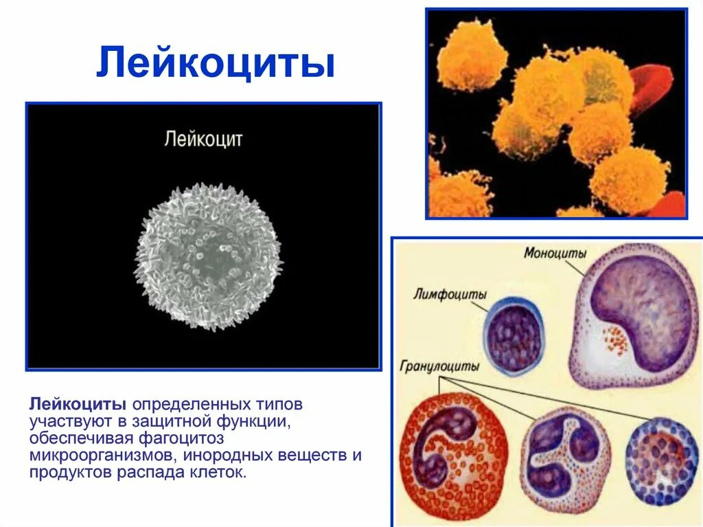 Строение лейкоцитов. Лейкоциты анатомия рисунок. Строение лейкоцитов в крови. Лейкоциты анатомия строение. Лейкоциты определяют группу крови