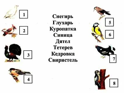 Энциклопедия. Птица по третьему классу. Мы в ответе за птиц на планете. Ответ птиц. Птицы из учебника окружающий мир.