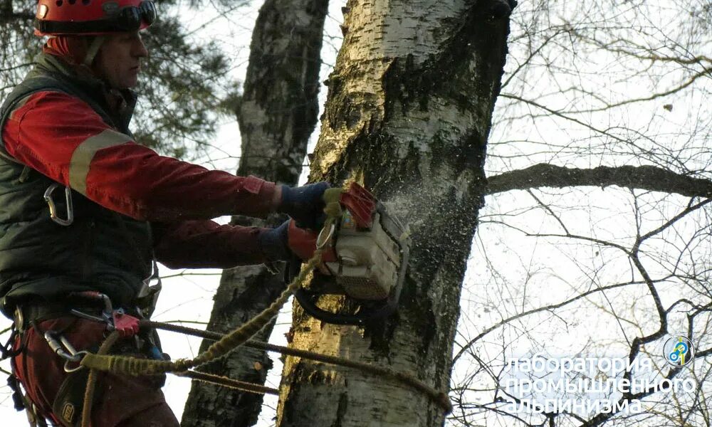 Спиливание деревьев. Спиленное дерево. Дерево со спиленной верхушкой. Спил верхушек деревьев. Валка деревьев на участке.