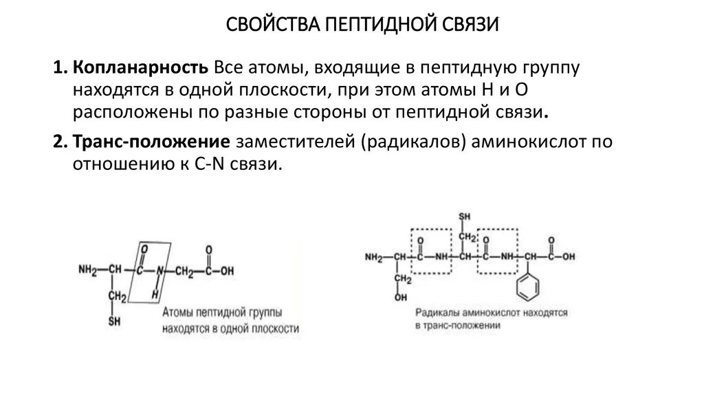 Образование полипептидной связи. Характеристика пептидной связи. Общая характеристика пептидной связи. Образование полипептидов.. Строение пептидной связи аминокислот. Свойства пептидной связи.