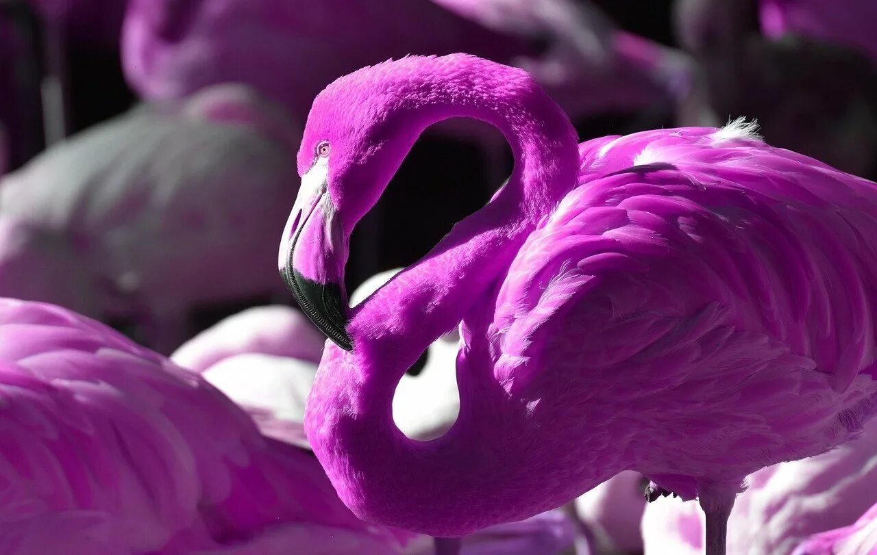 Оперение ее переливалось лимонным и розовым цветом. Сиреневый Фламинго. Фламинго Пурпл. Розовый Фламинго. Розовая птица.
