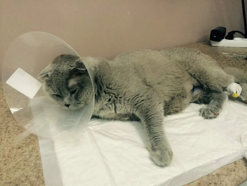 Таблица самых умных животных. Рейтинг самых умных животных. Интеллект животных рейтинг. Средний iq в японии. Сколько айкью у кошки.