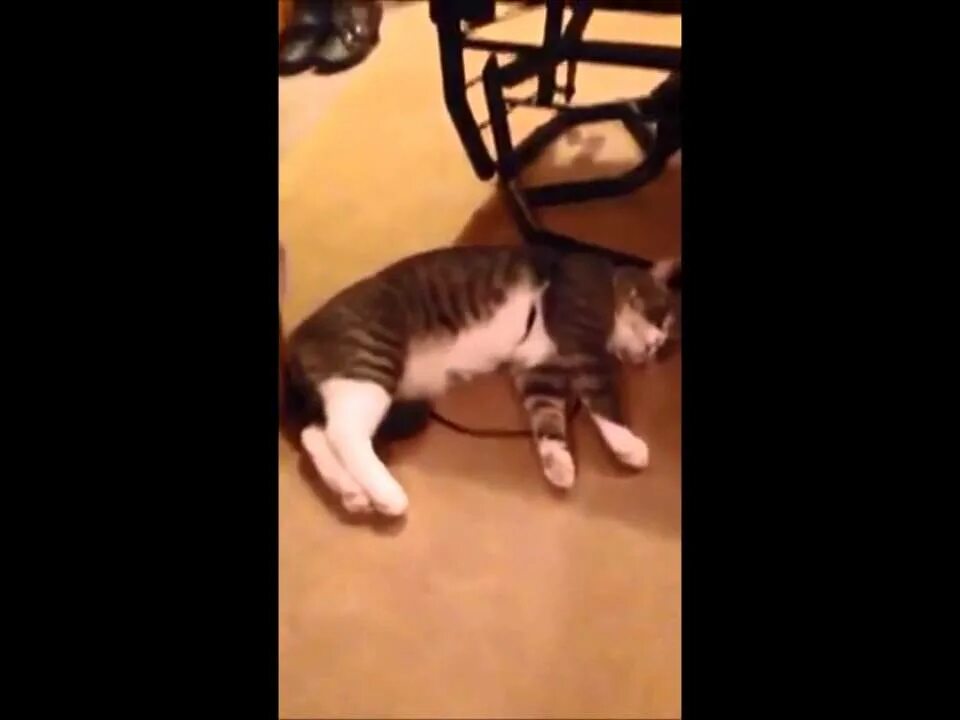 Кот притворился видео. Кот симулянт. кот притворяется мертвым. кот притворился мертвым gif. маленький кот притворяется взрослым.