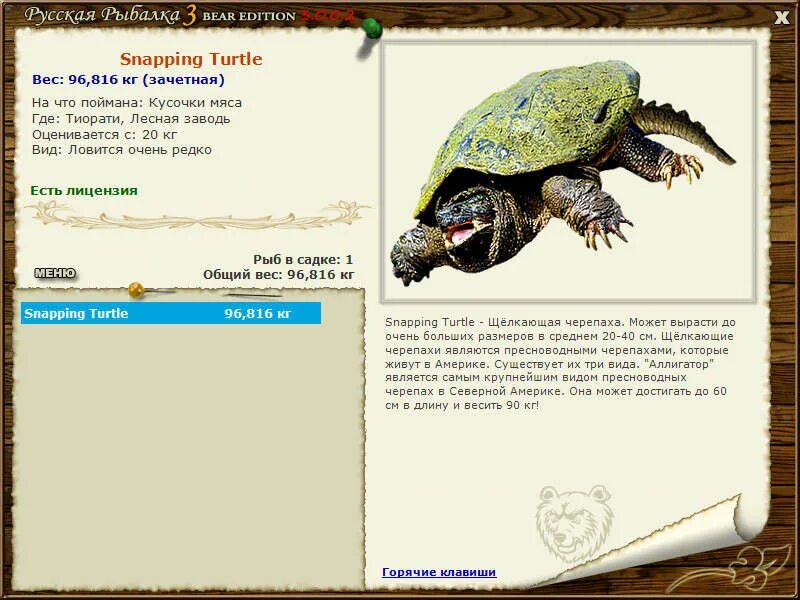 черепахи на ахтубе. русская рыбалка 3 черепаха. сколько весит средняя черепаха. каймановая черепаха вес. возраст черепах.
