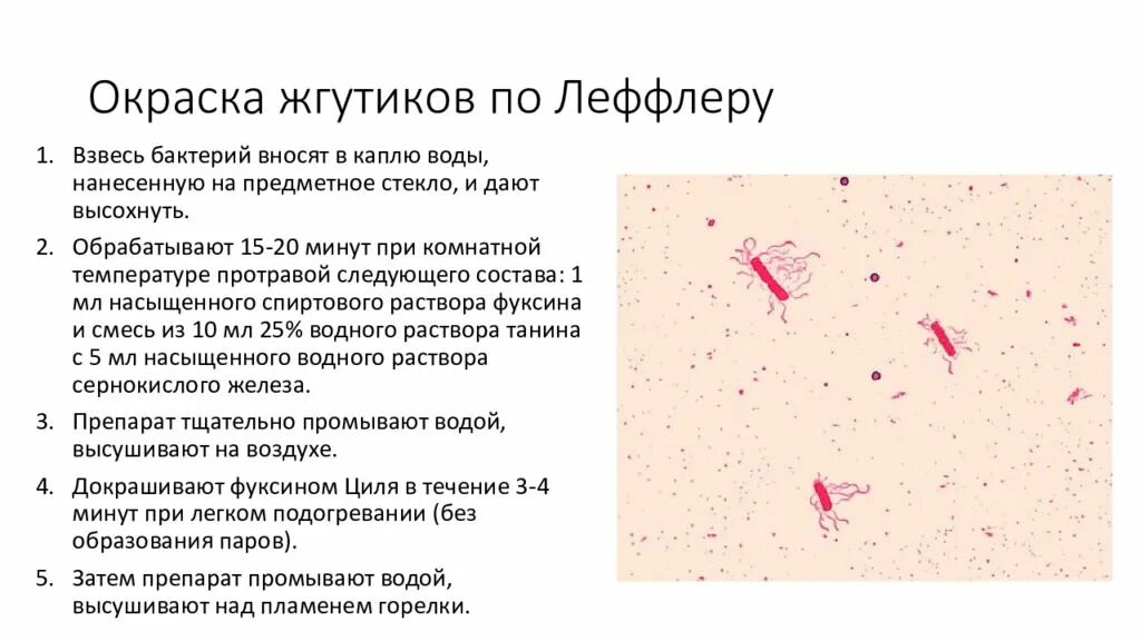 Окраска спор бактерий. Окраска по Леффлеру жгутики. Окрашивание жгутиков по Леффлеру. Окраска по Леффлеру микробиология. Метод окраски по Леффлеру.