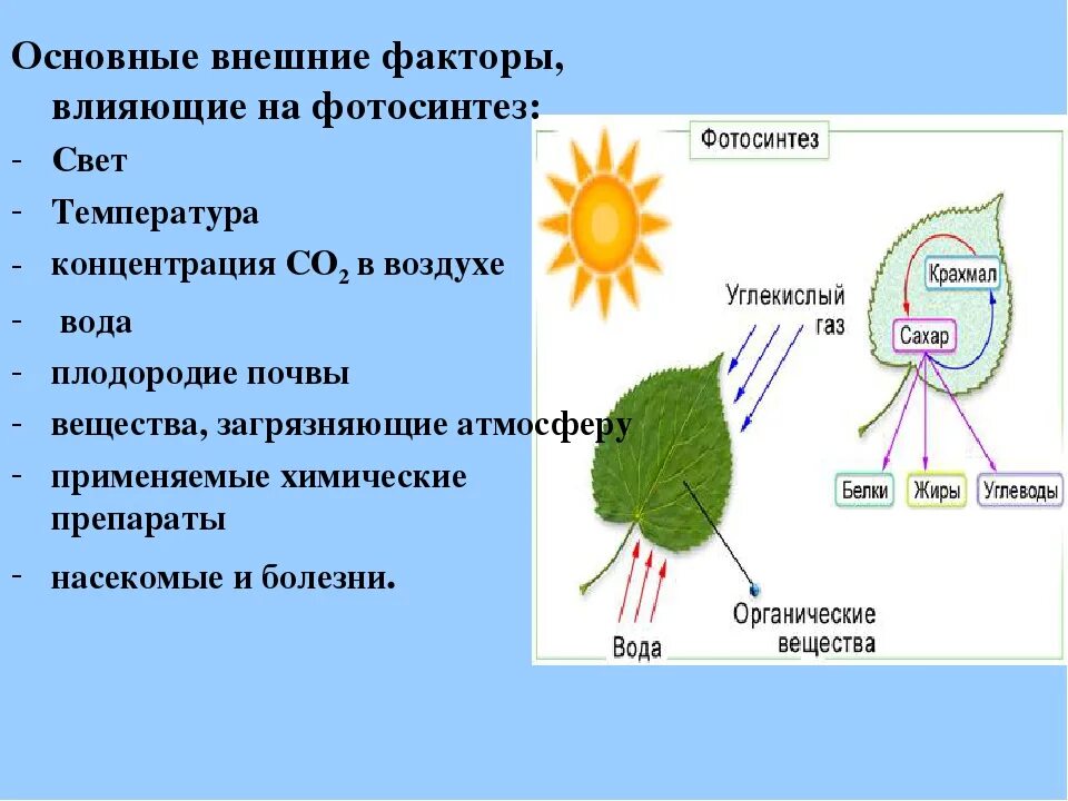 Процесс фотосинтеза 6 класс биология. Фотосинтез растений 6 класс биология. Схема процесса фотосинтеза растений 6 класс биология. Факторы влияющие на процесс фотосинтеза. Растения в процессе дыхания выделяют органические вещества