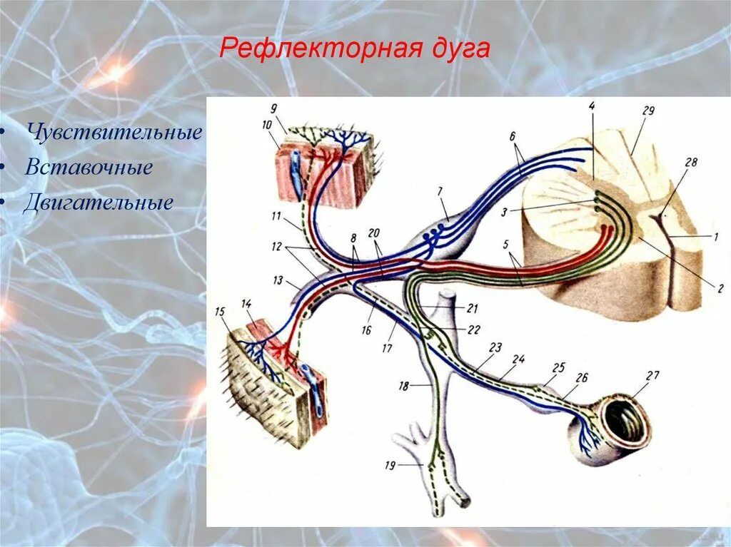 Двигательный вегетативный нейрон. Строение соматической и вегетативной рефлекторной дуги. Вегетативная нервная система схема спинного мозга. 2х нейронная рефлекторная дуга. Строение дуги вегетативного рефлекса.