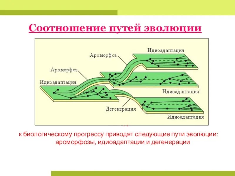 Основные направления эволюции ароморфоз идиоадаптация дегенерация. Ароморфоз идиоадаптация общая дегенерация это пути достижения. Северцов пути достижения биологического прогресса. Схема главных путей достижения биологического прогресса. Каковы пути достижения биологического прогресса