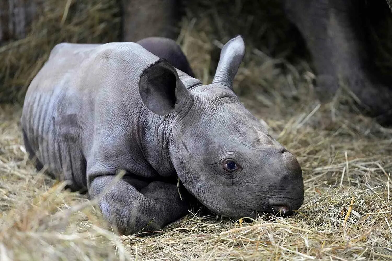 Носорог рождается детеныш. Родился черный носорог. baby rhino. носорог оранжевоиглый. носорог, болото, животные.