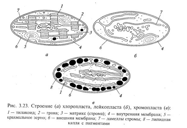 Зерна крахмала в хлоропластах. Строение хлоропласта лейкопласта и хромопласта. Строение хлоропласта ЕГЭ биология. Органоиды клетки хлоропласты. Хлоропласты хромопласты лейкопласты.