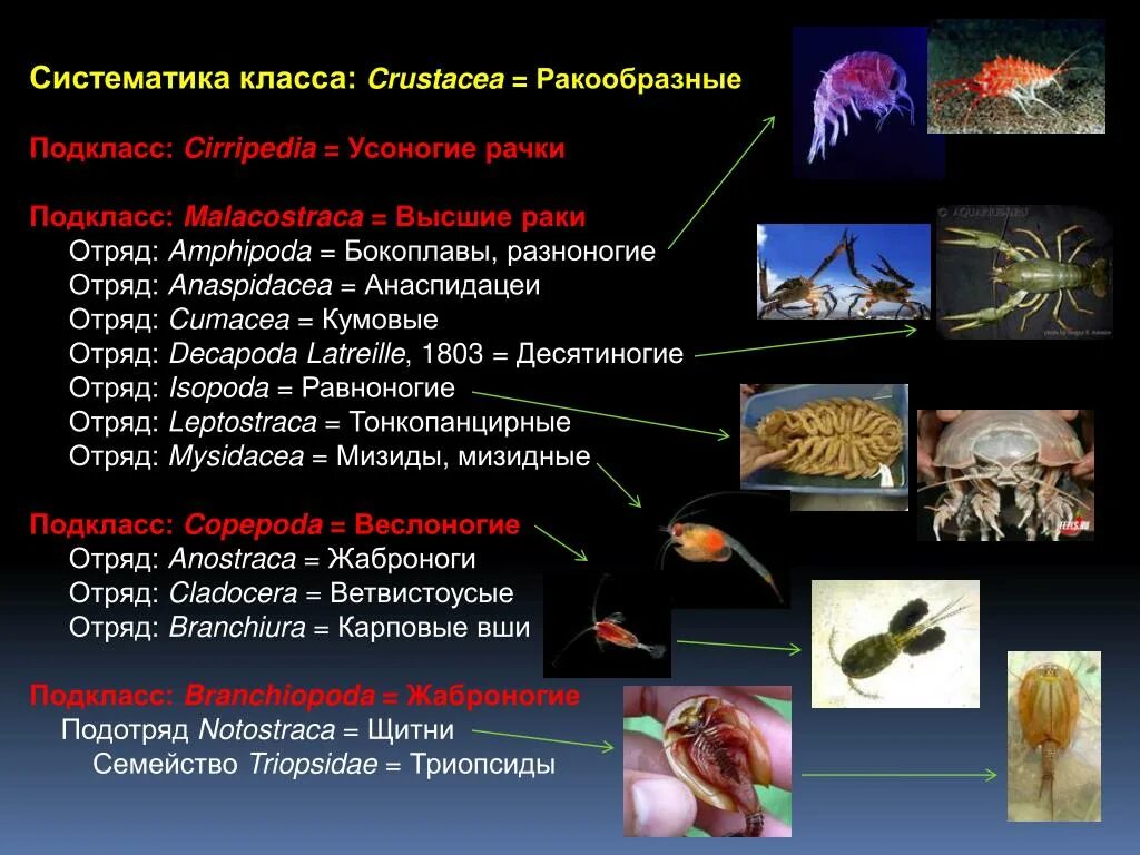 3 класса типа членистоногих. Членистоногие ракообразные классификация. Отряд десятиногие ракообразные. Представители класса ракообразные. Подклассы ракообразных.