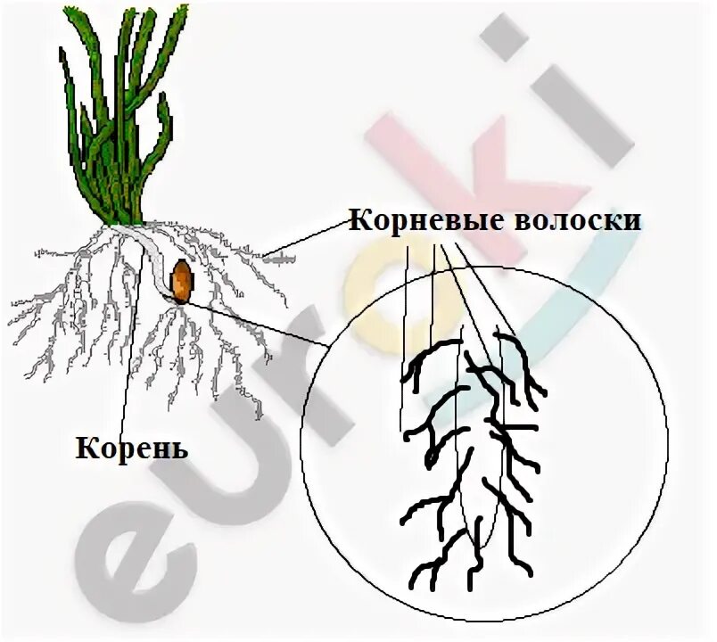 Биология 6 класс Пономарева корневище ландыша. Прорастание семян в зависимости от разной температуры воздуха. Биология 6 класс Пономарева луковицы. Рисунок 94 по биологии 6 класс Пономарева.