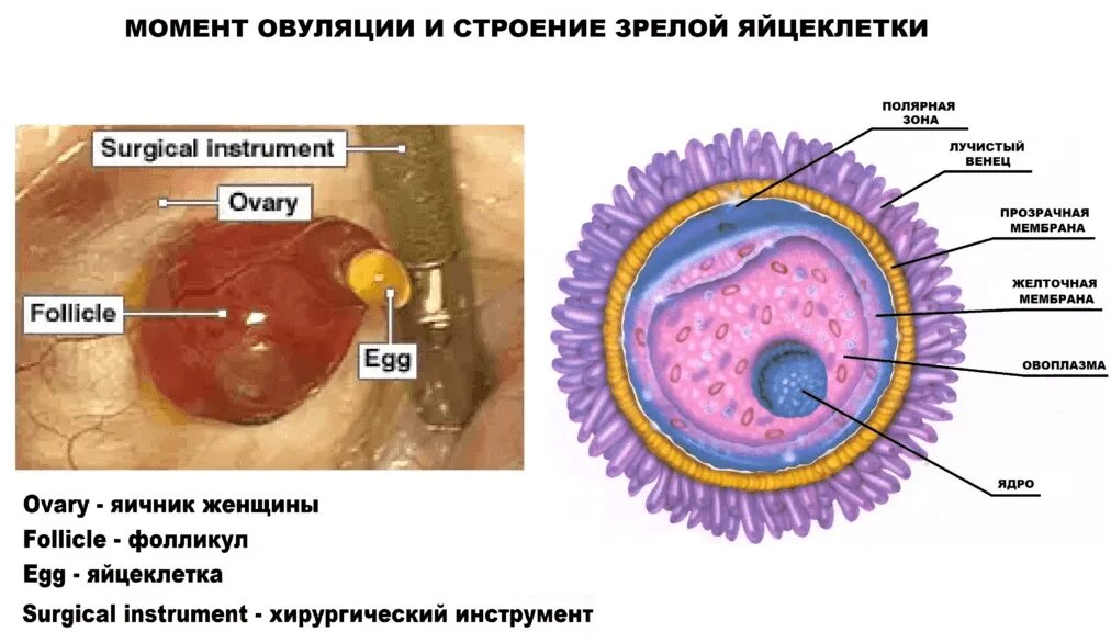 Максимальный размер фолликула