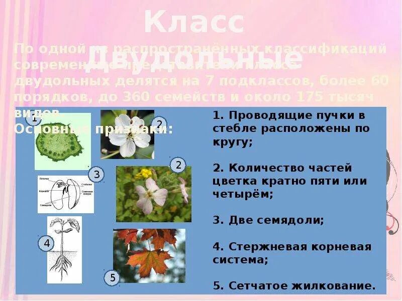 Количество частей цветка кратно 5. Число частей цветка кратно 5. Кроссворд на тему семейство Пасленовые. Кроссворд на тему двудольные растения. Количество частей цветка кратно четырем или пяти