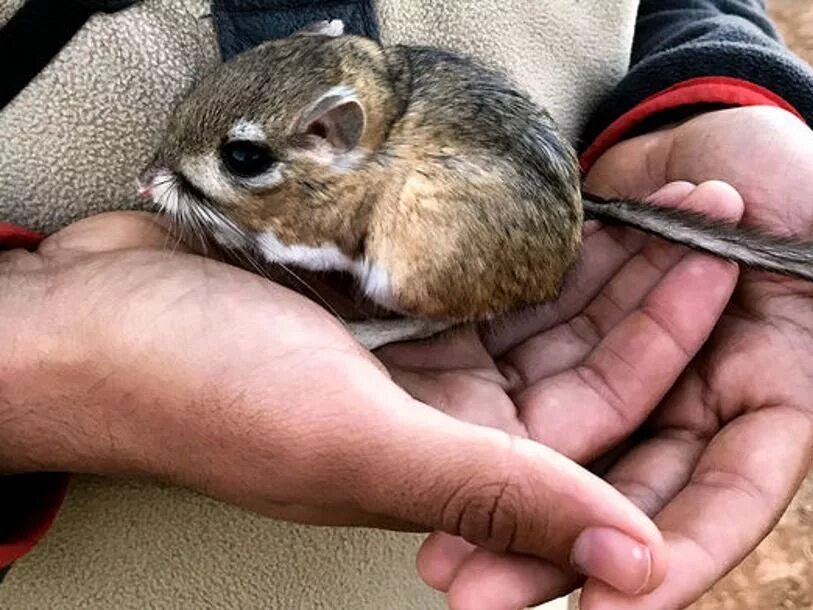 Агути с хвостом. Агути грызун. Травмированный грызун. Грызун родич агути с полосами 4 буквы. Грызун родич агути с полосами 4 буквы.