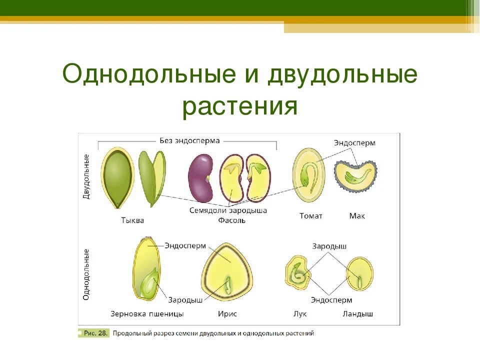 Двудольными растениями являются. Схема двудольные и Однодольные 7 класс. Однодольные и двудольные растения 6 класс биология. Строение плода цветка однодольных и двудольных растений. Биология 6 класс Однодольные и двудольные.