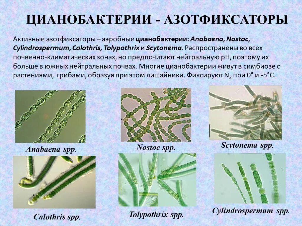 Цианобактерии относят к водорослям. Азотфиксирующие цианобактерии. Синезелёные водоросли цианобактерии. Цианобактерии сине-зеленые водоросли. Цианобактерии Анабена азотфиксация.