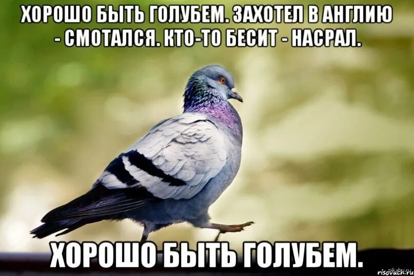 Покажи про голубых